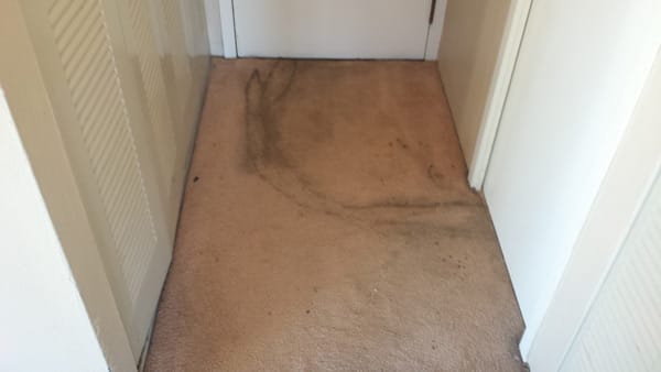 Sky Rise Carpet Cleaning Denver